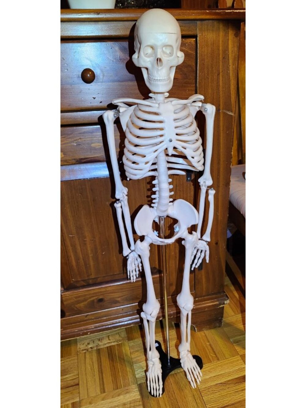 Anatomical Human Skeleton Model Educational Display & Decor